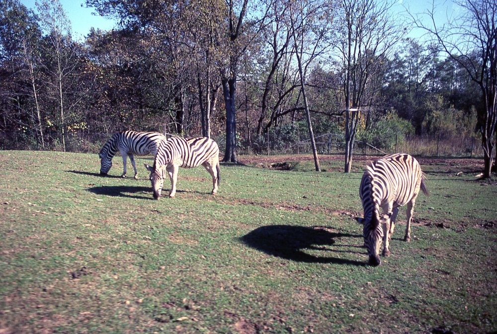 King's Island 29 10_90.jpg