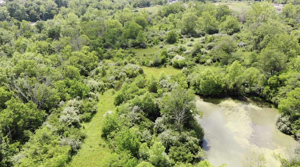 Safari Pond Closeup.png