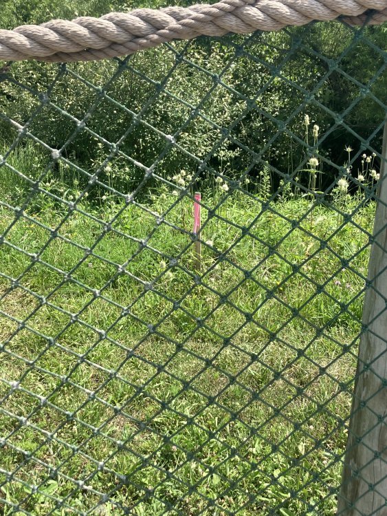 IMG_1471.jpeg