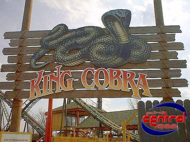King Cobra
